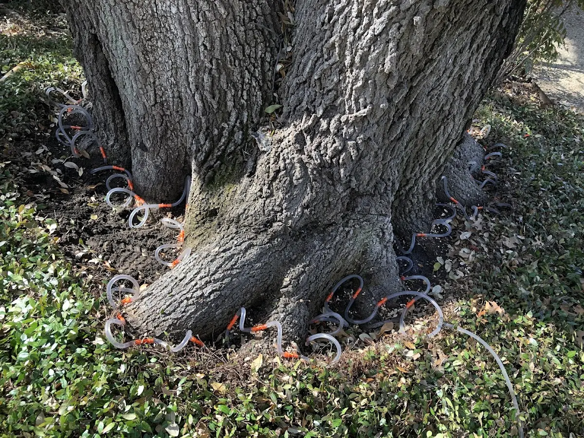 Detailed Tree Cabling and Bracing job site in New Waverly