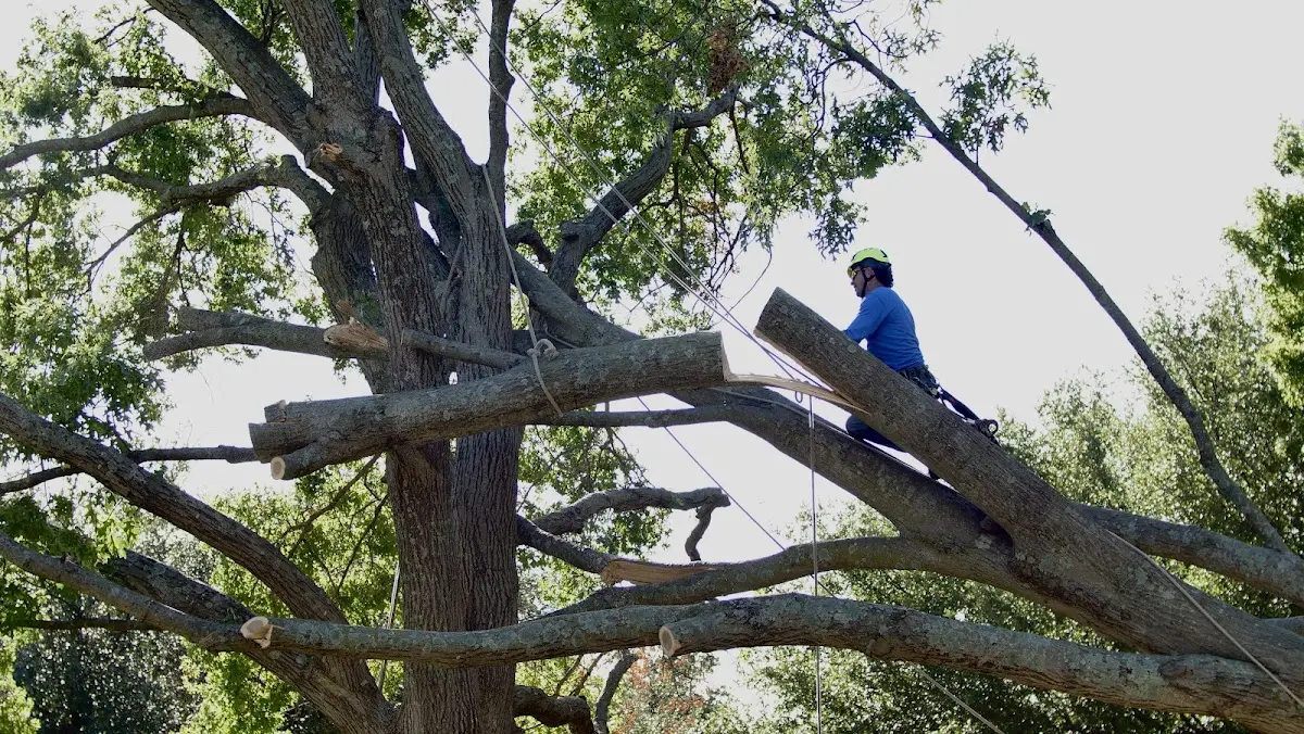 Professional Hazardous Tree Removal performed by certified arborists in New Waverly